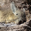 Vizcacha