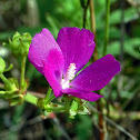 Clustered Poppy Mallow
