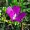 Clustered Poppy Mallow