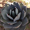 Agave