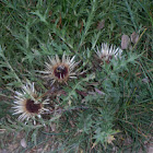 Silver Thistle with Bumblebee