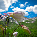 Colorado Blue Columbine