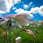 Colorado Blue Columbine