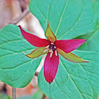 Red Trillium