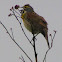 Dickcissel