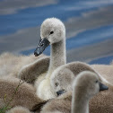 Mute swan (cygnet)