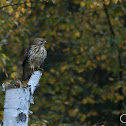 Broad-winged Hawk
