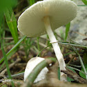 Destroying angel