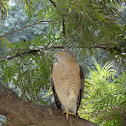 Little banded Goshawk?