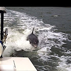 Bottlenose Dolphin