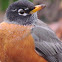 North American Robin