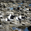 Kelp Gull