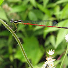 Variable Sprite