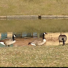 Canada Goose