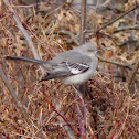 Northern Mockingbird
