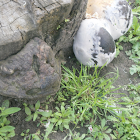 Horses hoof fungus