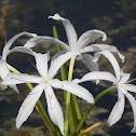 Swamp Lilly