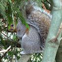 Squirrel