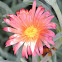 Ice Plant