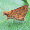 Lesser Dart