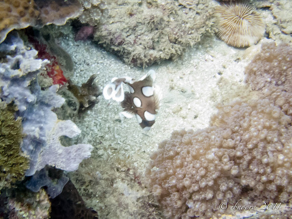 Spotting Image 1