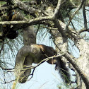 Boa Constrictor