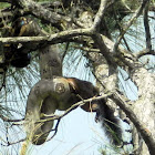 Boa Constrictor