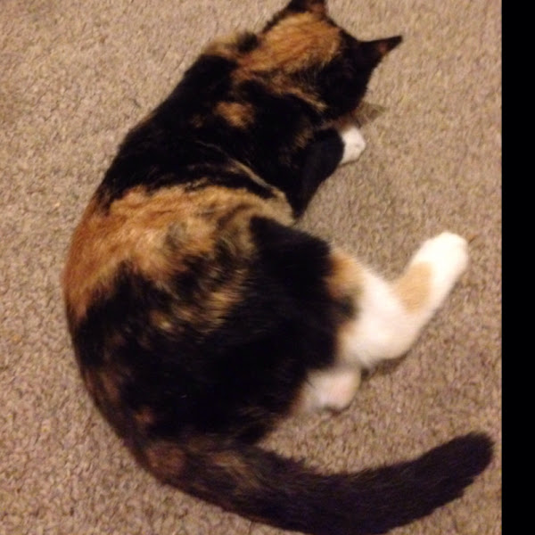 Nutmeg the Cat Project Noah