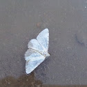 moth