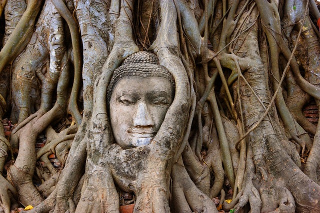 [Buddha Head in Banyan Tree. Phra Nakhon Si Ayutthaya, Thailand[7].jpg]