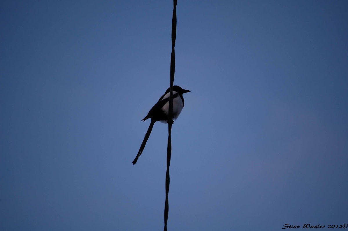 European Magpie