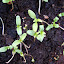 Reseda odorata / Mignonette / Duftresede
