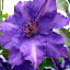 Clematis 'The President'