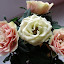 Rosa / Miniature Rose