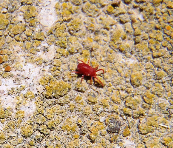 Spotting Image 1
