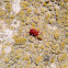 Araña roja (ácaro), red spider mite