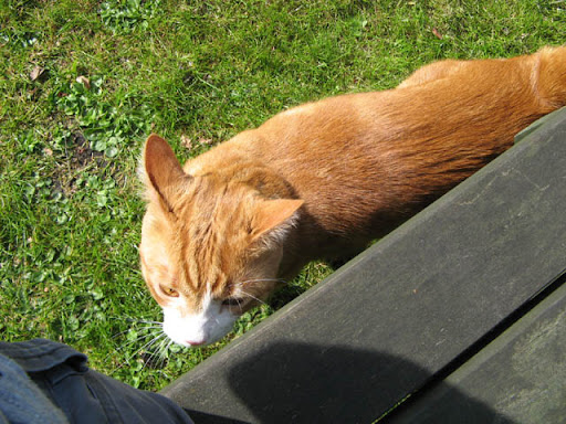Kipling outside