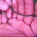 Western Ribbon Snake