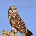 Short-eared Owl
