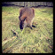 Wallaby