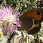 mariposa
