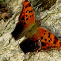 Eastern Comma