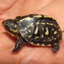 Florida Box Turtle (hatchling)