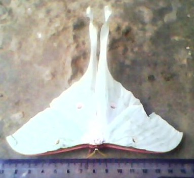 Spotting Image 1