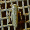 Gray Lawn Leafhopper
