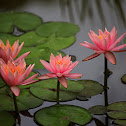 Water lily