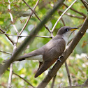 Yellow-billed Cuckoo