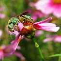 Metallic Green Bee