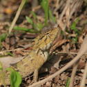 Oriental Garden Lizard