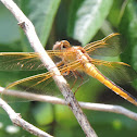 Needham's Skimmer Dragonfly (female)